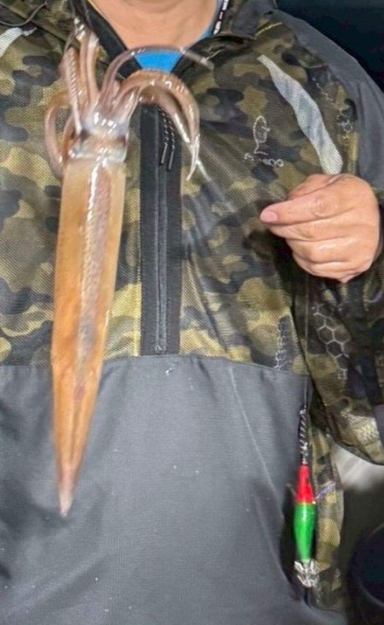 KSMIXさんの釣果 1枚目の画像