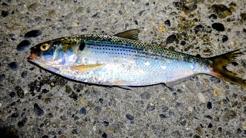 コノシロの釣果
