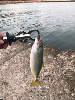 ツバスの釣果