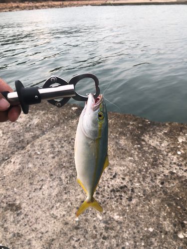 ツバスの釣果