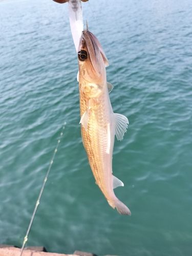 エソの釣果