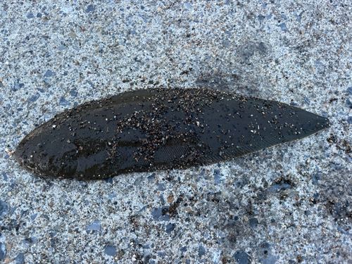 シタビラメの釣果