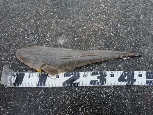 マゴチの釣果