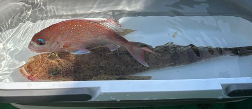 マダイの釣果