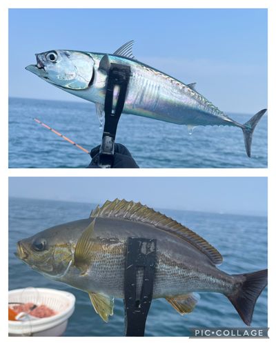 イサキの釣果