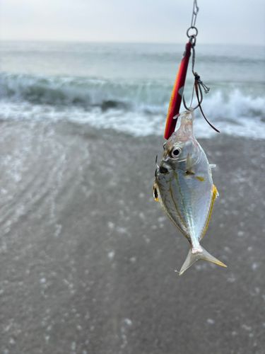 ヒイラギの釣果
