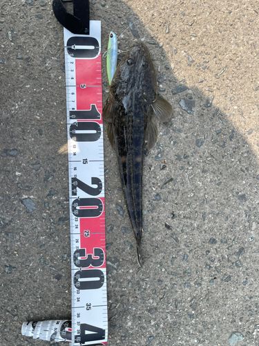 マゴチの釣果
