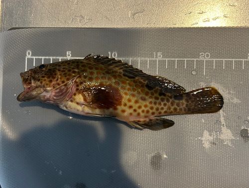 オオモンハタの釣果