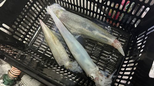 ケンサキイカの釣果