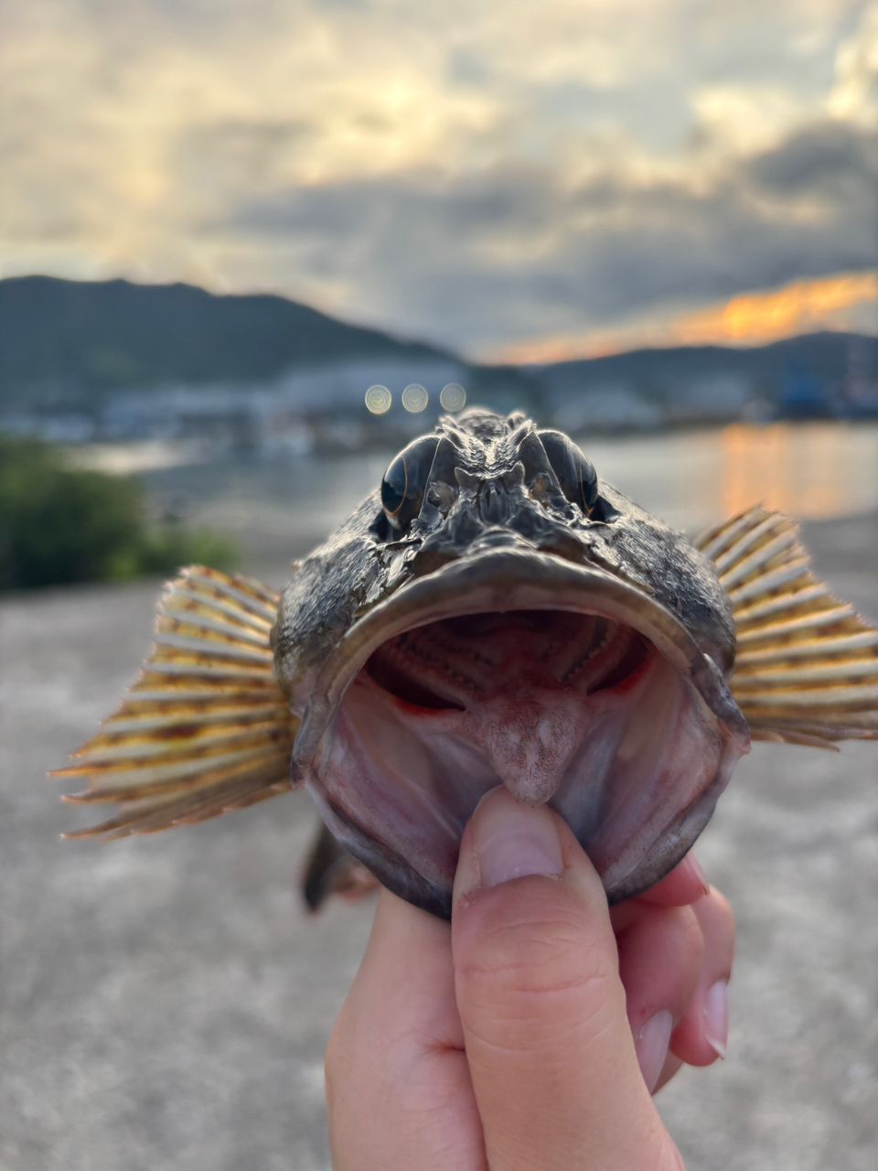 アラカブ