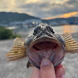 アラカブ