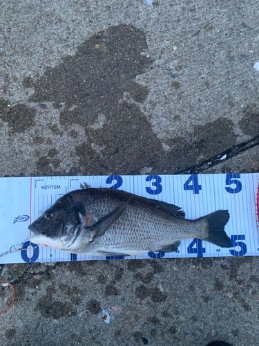 チヌの釣果
