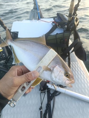 ショゴの釣果
