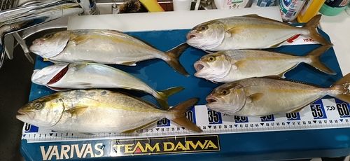 ショゴの釣果