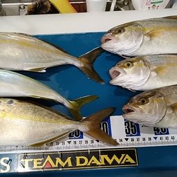 ショゴ