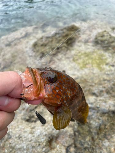 キジハタの釣果