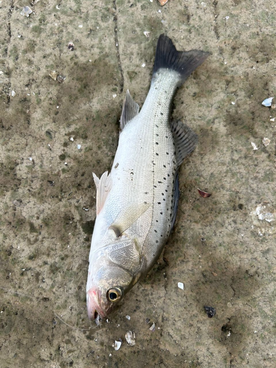 セイゴ（タイリクスズキ）