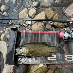 スモールマウスバス