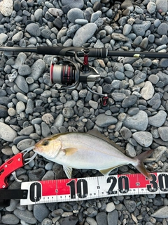 ショゴの釣果