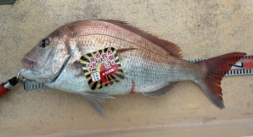 マダイの釣果