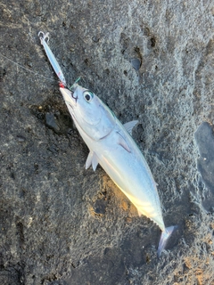 ソウダガツオの釣果