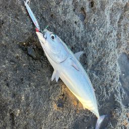 ソウダガツオ