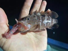 キジハタの釣果
