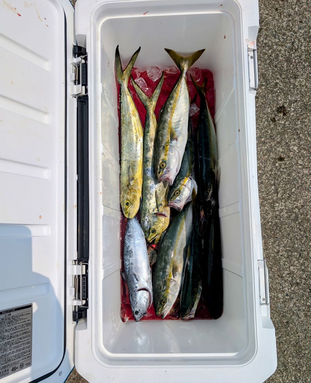 渓ドゥリーマーさんの釣果 2枚目の画像