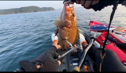 オオモンハタの釣果
