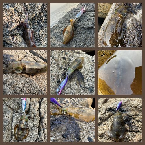 アオリイカの釣果