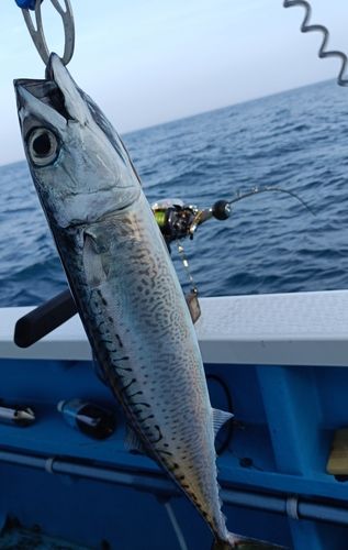 ゴマサバの釣果