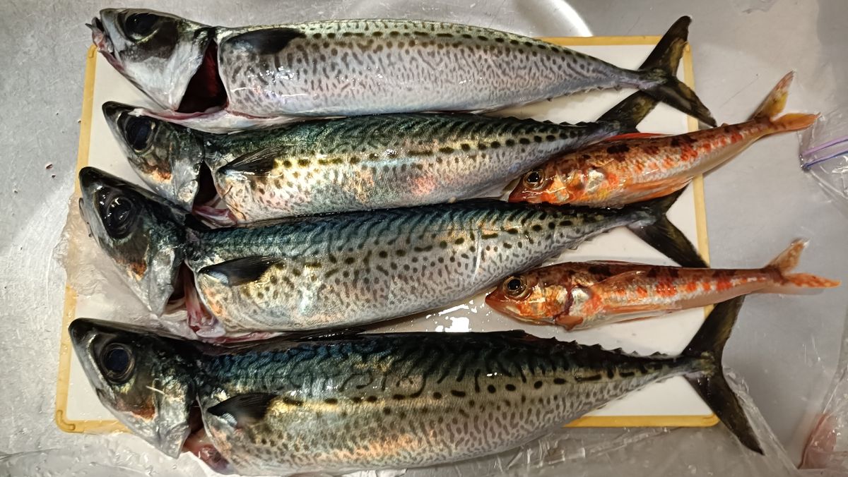 鬼釣りGeorgeさんの釣果 2枚目の画像