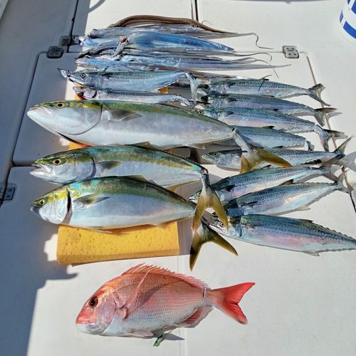 サゴシの釣果