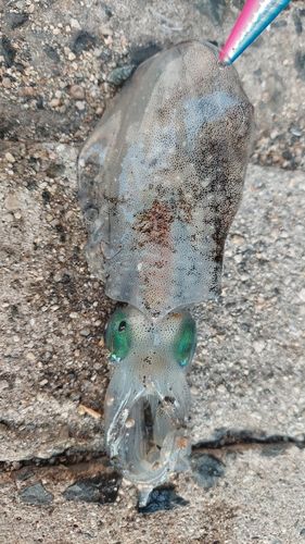 アオリイカの釣果