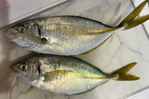 シマアジの釣果
