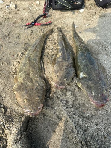 マゴチの釣果