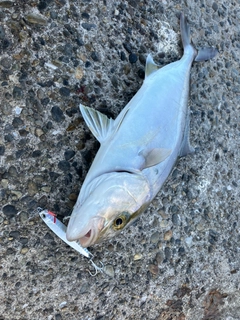 ショゴの釣果