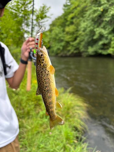 ブラウントラウトの釣果