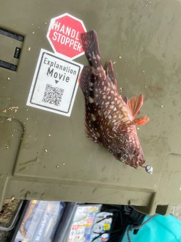 カサゴの釣果