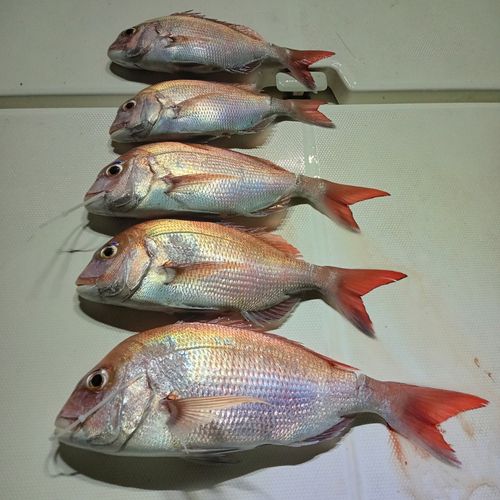 釣果