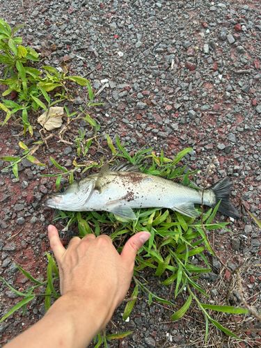 セイゴ（マルスズキ）の釣果