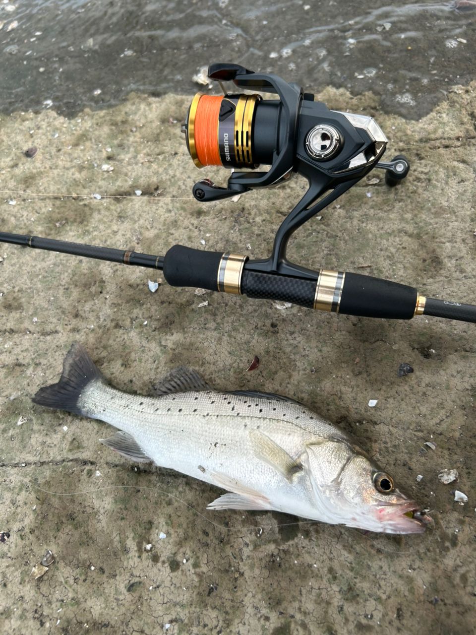 セイゴ（タイリクスズキ）