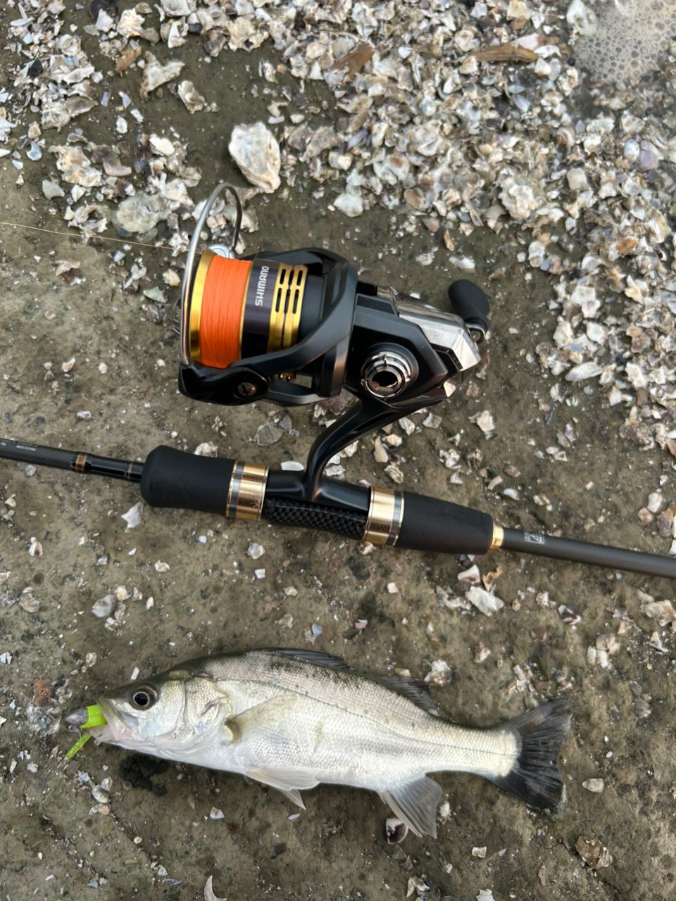 セイゴ（タイリクスズキ）