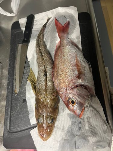 マダイの釣果