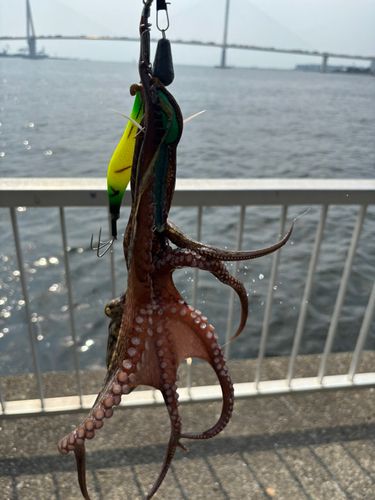 タコの釣果