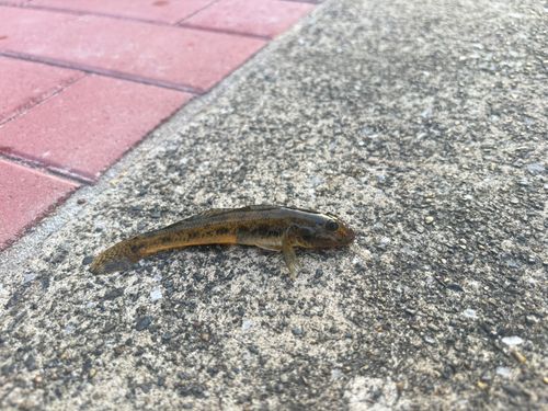 ハゼの釣果
