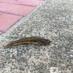 ハゼ