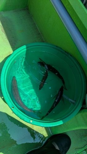 マアジの釣果