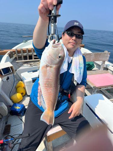 シロアマダイの釣果