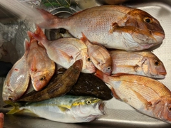 マダイの釣果